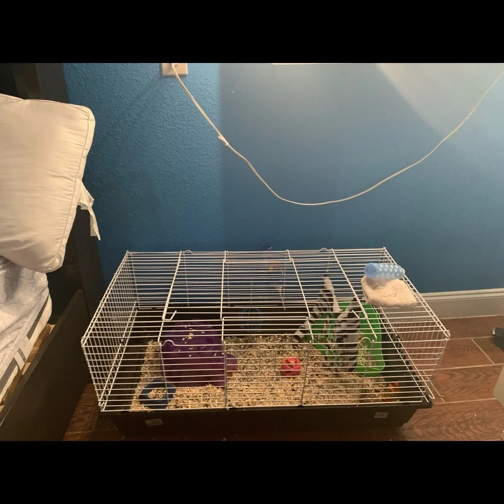‼️GUINEA PIG CAGE AND IGLOO (PURPLE) HOUSE‼️
